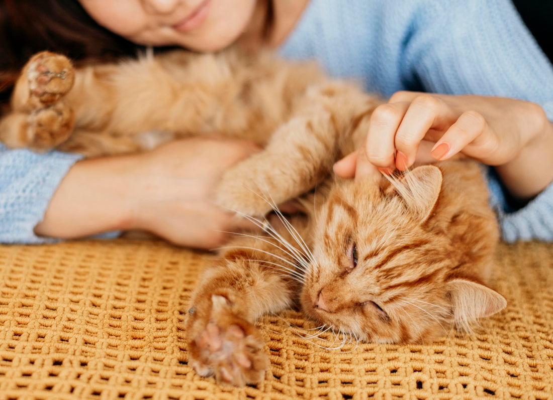 Kitten Care Guide: From Playtime to Naptime