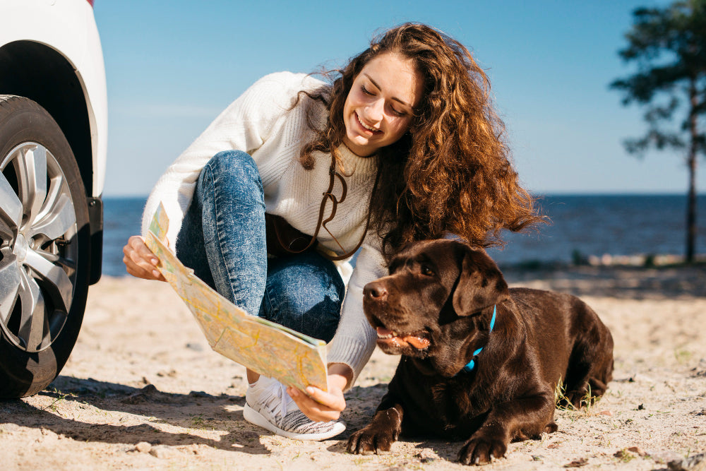 Traveling with Pets: A Stress-Free Guide