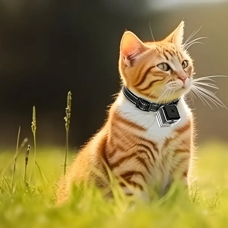 Cat Camera Collar With Video Record